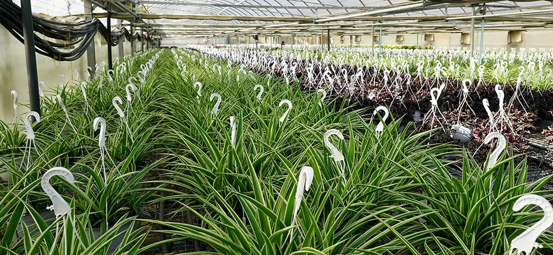 Chlorophytum plantas de interior en colgador