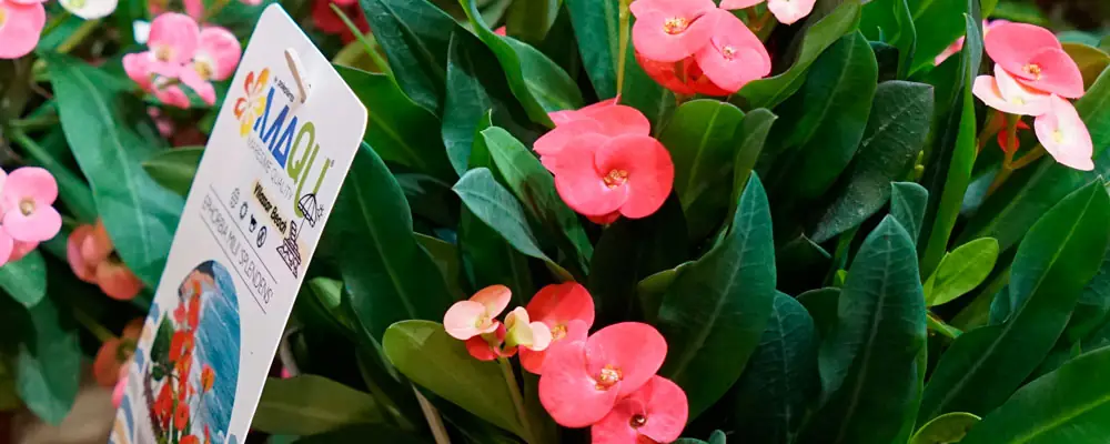 Plantas de interior de calidad cultivadas en el Maresme