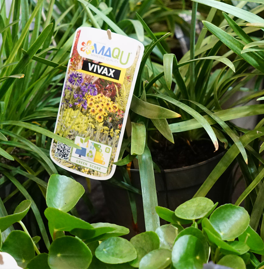 Plantas vivaces MaQu Vivax